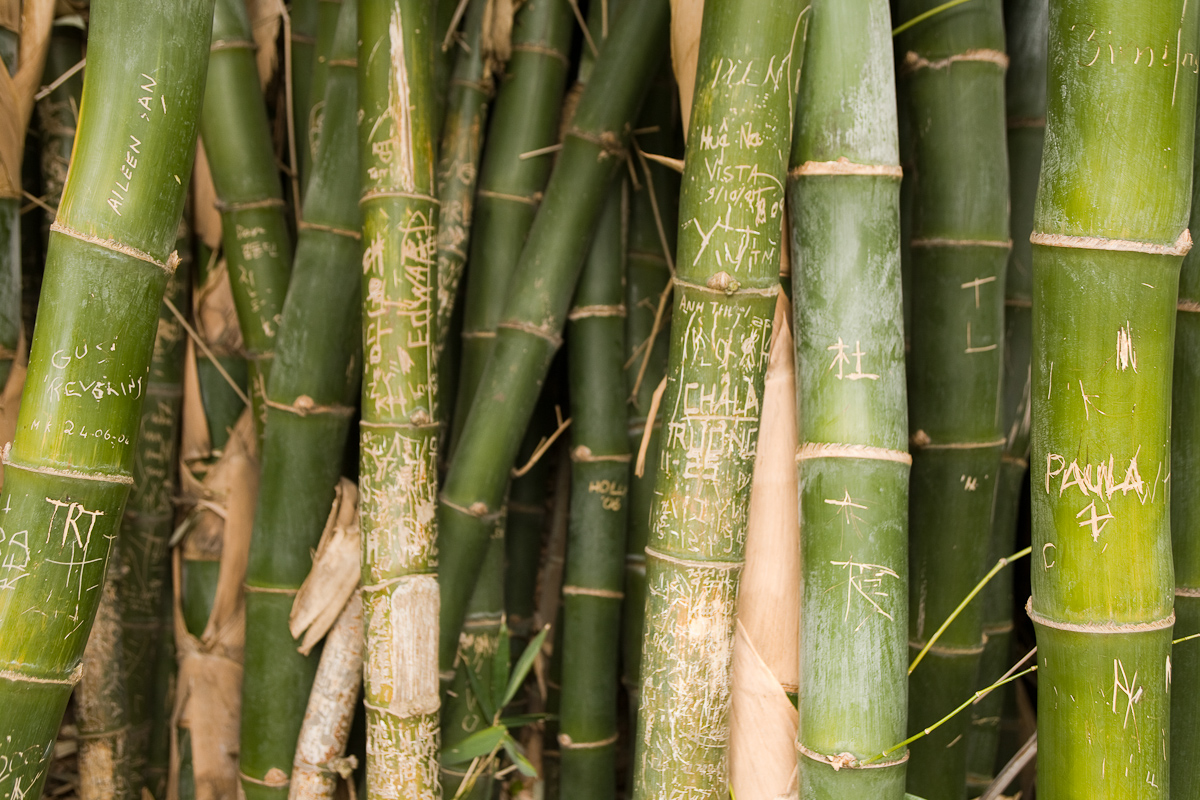 Bamboo Graffiti